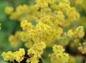 Kontryhel rudonohý - Alchemilla erythropoda