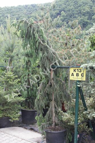 Smrk ztepilý 'Pruhoniciana' - Picea abies 'Pruhoniciana'