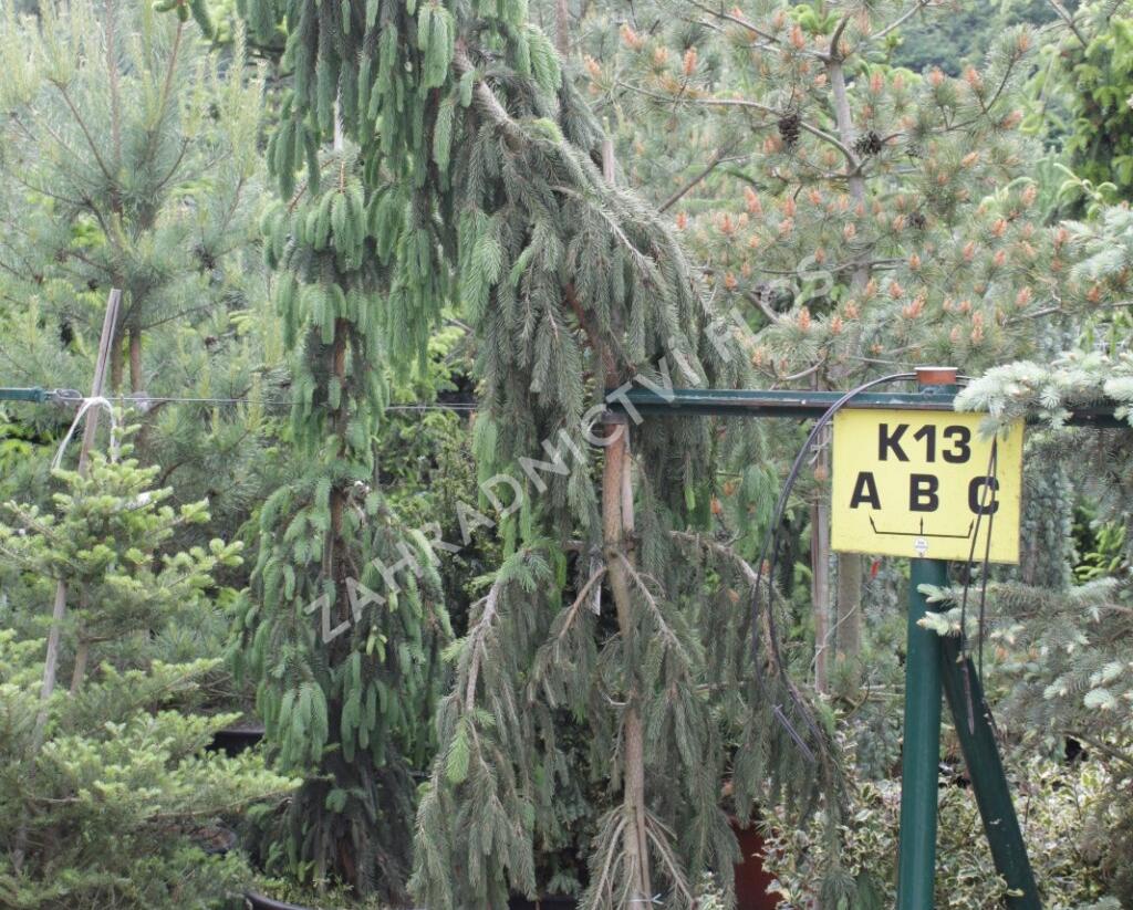 Smrk ztepilý 'Pruhoniciana' - Picea abies 'Pruhoniciana'