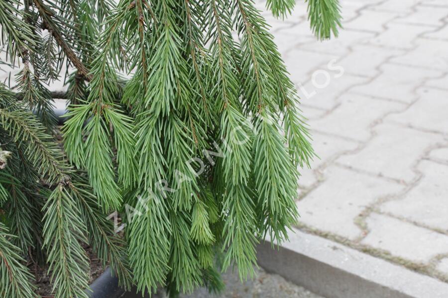 Smrk ztepilý 'Pruhoniciana' - Picea abies 'Pruhoniciana'