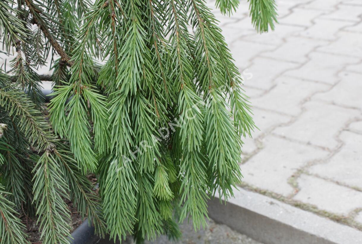 Smrk ztepilý 'Pruhoniciana' - Picea abies 'Pruhoniciana'