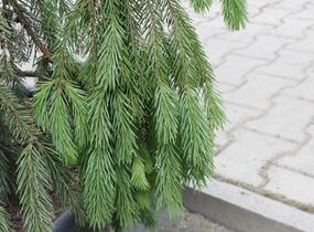 Smrk ztepilý 'Pruhoniciana' - Picea abies 'Pruhoniciana'
