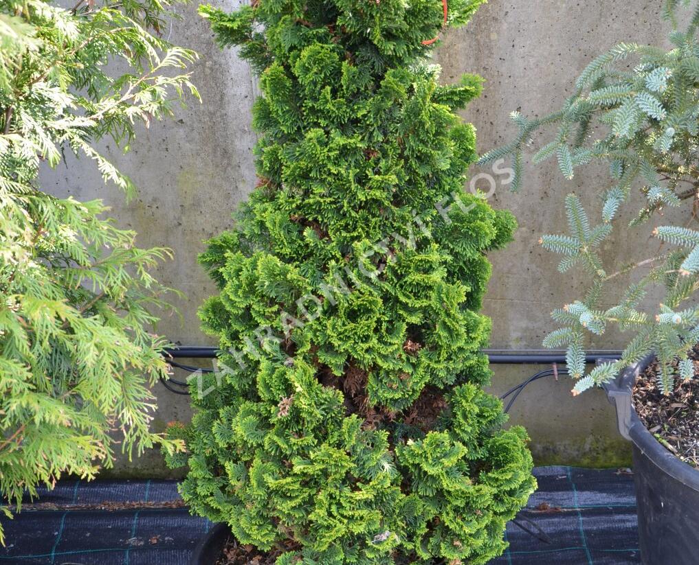 Cypřišek tupolistý 'Nana Gracilis' - Chamaecyparis obtusa 'Nana Gracilis'