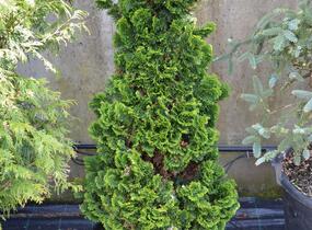Cypřišek tupolistý 'Nana Gracilis' - Chamaecyparis obtusa 'Nana Gracilis'
