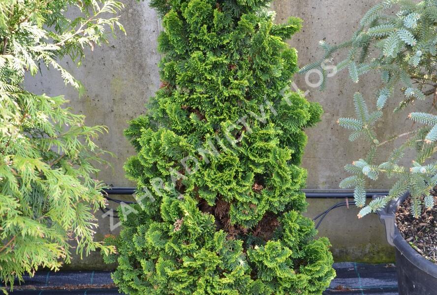 Cypřišek tupolistý 'Nana Gracilis' - Chamaecyparis obtusa 'Nana Gracilis'