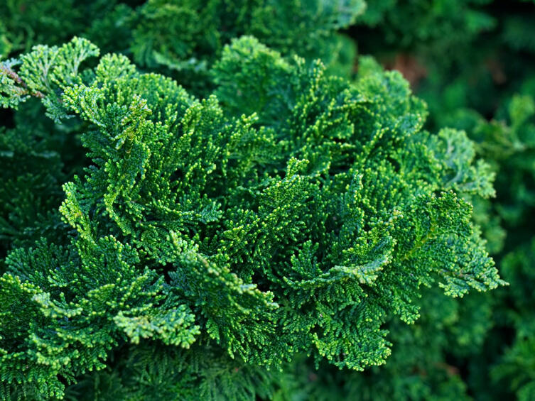 Cypřišek tupolistý 'Nana Gracilis' - Chamaecyparis obtusa 'Nana Gracilis'