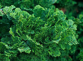 Cypřišek tupolistý 'Nana Gracilis' - Chamaecyparis obtusa 'Nana Gracilis'