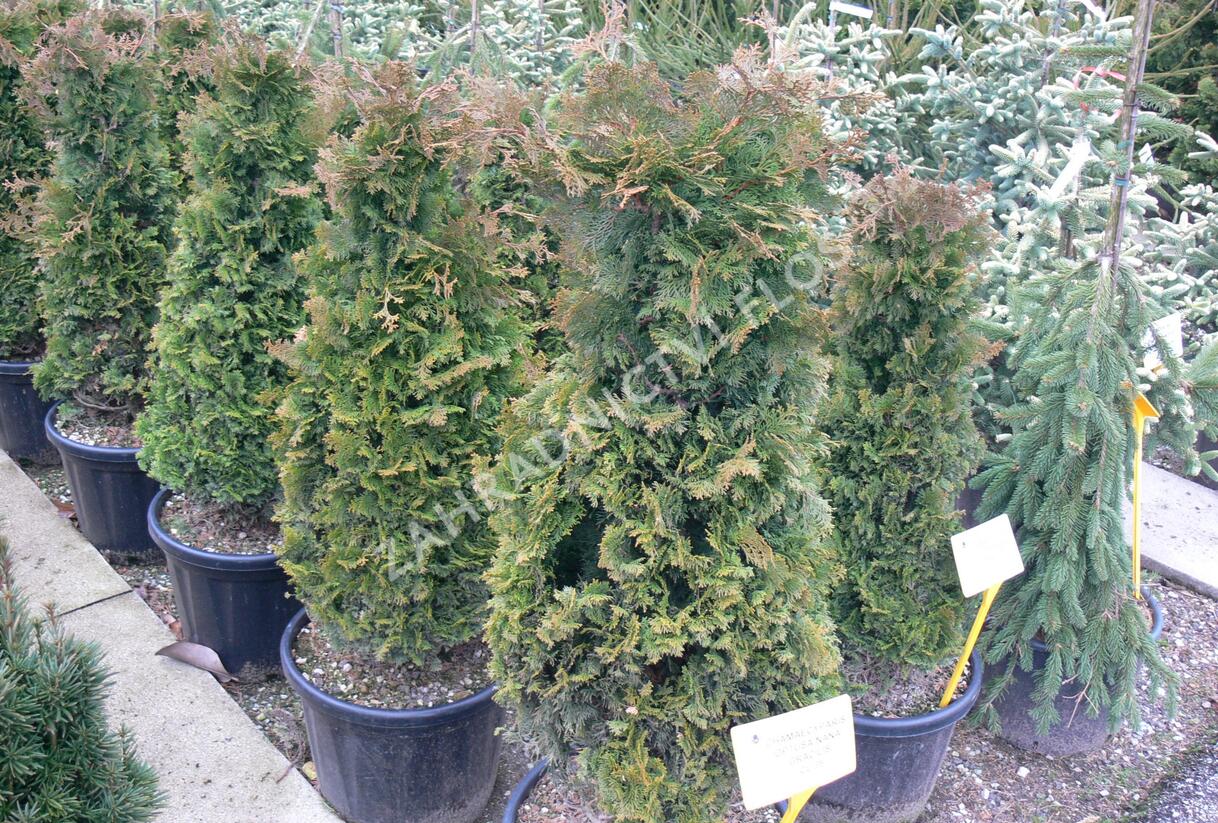 Cypřišek tupolistý 'Nana Gracilis' - Chamaecyparis obtusa 'Nana Gracilis'