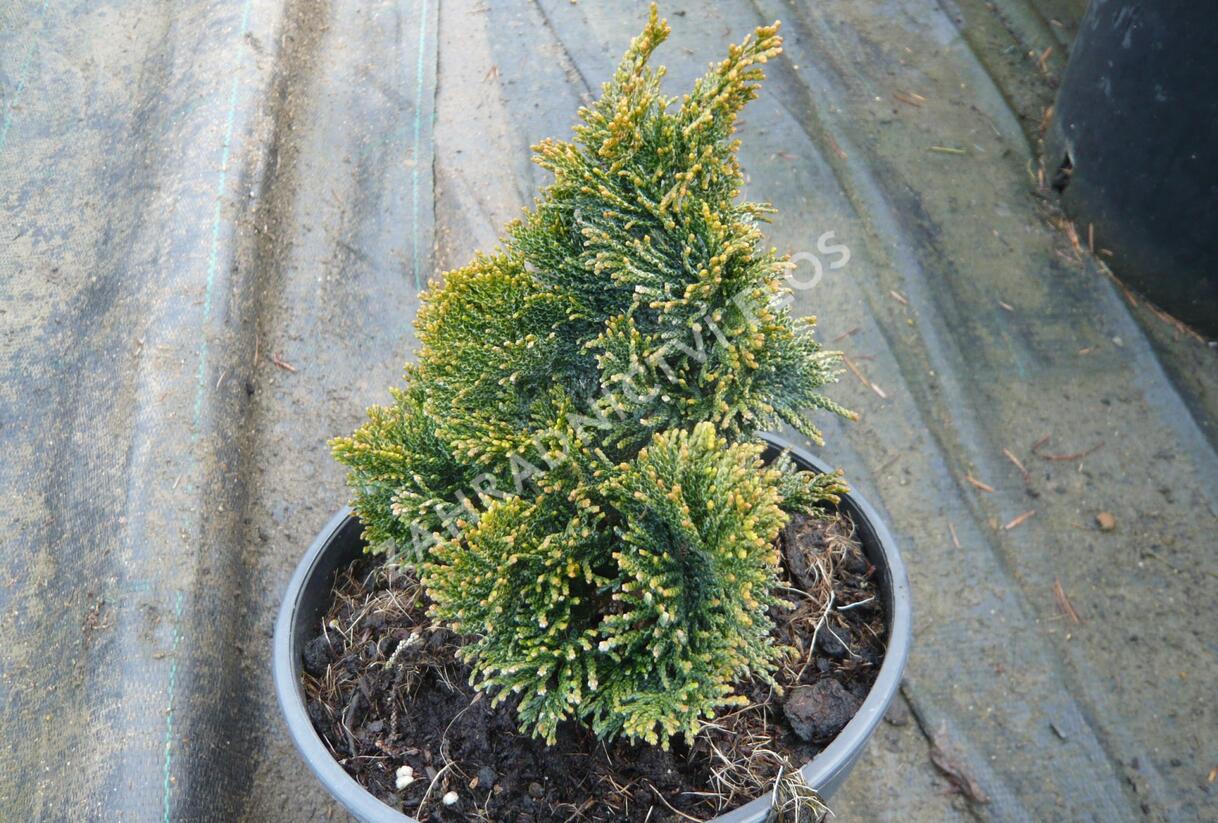 Cypřišek tupolistý 'Nana Gracilis' - Chamaecyparis obtusa 'Nana Gracilis'