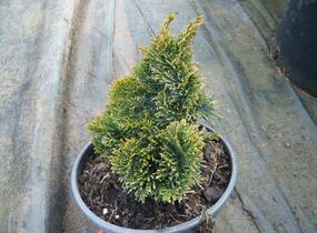 Cypřišek tupolistý 'Nana Gracilis' - Chamaecyparis obtusa 'Nana Gracilis'