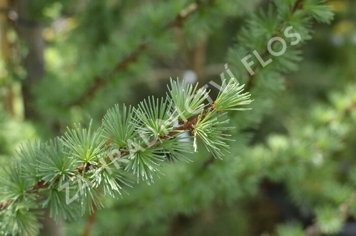 Modřín japonský 'Jacobsen's Pyramid' - Larix kaempferi 'Jacobsen's Pyramid'