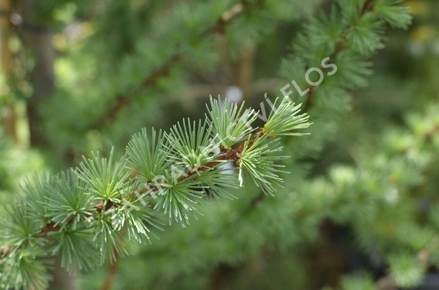 Modřín japonský 'Jacobsen's Pyramid' - Larix kaempferi 'Jacobsen's Pyramid'