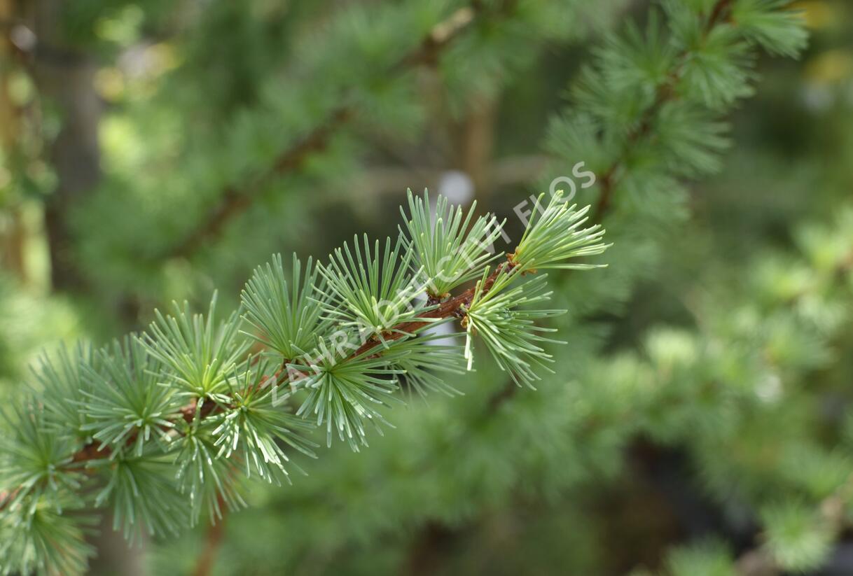 Modřín japonský 'Jacobsen's Pyramid' - Larix kaempferi 'Jacobsen's Pyramid'