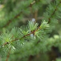 Modřín japonský 'Jacobsen's Pyramid' - Larix kaempferi 'Jacobsen's Pyramid'