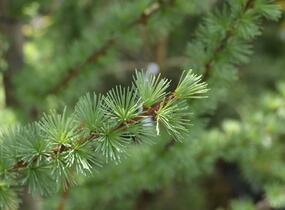 Modřín japonský 'Jacobsen's Pyramid' - Larix kaempferi 'Jacobsen's Pyramid'