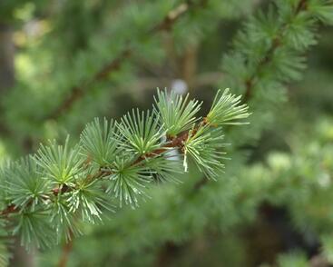 Modřín japonský 'Jacobsen's Pyramid'