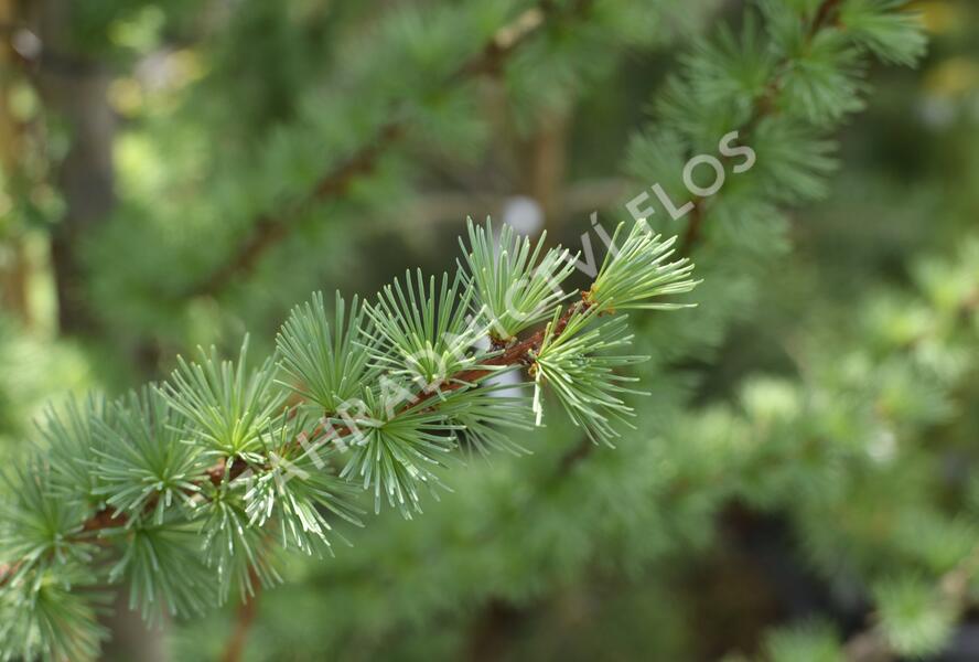 Modřín japonský 'Jacobsen's Pyramid' - Larix kaempferi 'Jacobsen's Pyramid'
