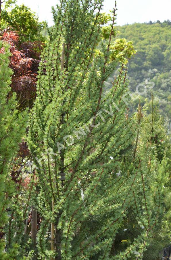 Modřín japonský 'Jacobsen's Pyramid' - Larix kaempferi 'Jacobsen's Pyramid'