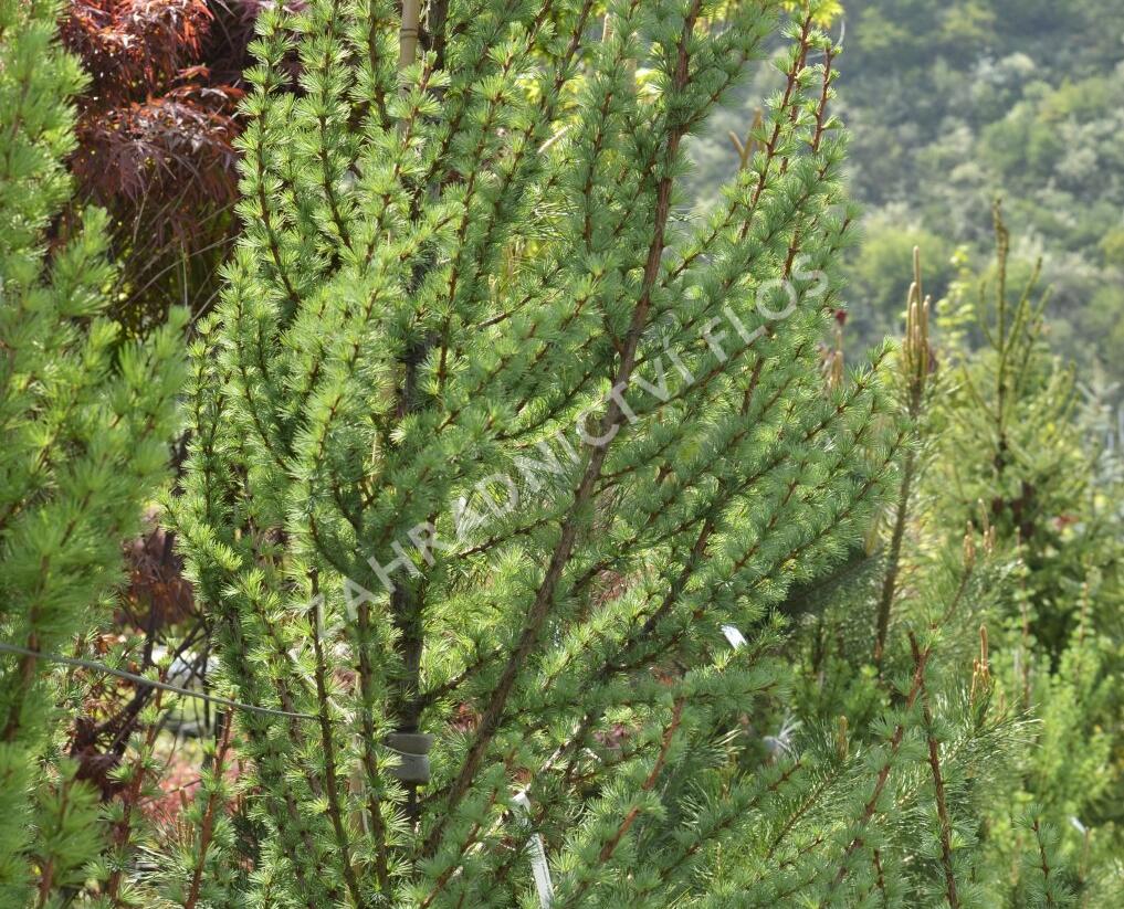 Modřín japonský 'Jacobsen's Pyramid' - Larix kaempferi 'Jacobsen's Pyramid'