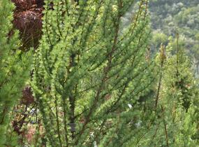 Modřín japonský 'Jacobsen's Pyramid' - Larix kaempferi 'Jacobsen's Pyramid'