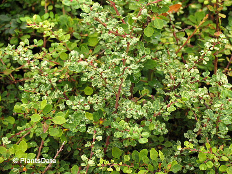 Dřišťál Thunbergův 'Silver Beauty' - Berberis thunbergii 'Silver Beauty'