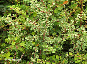 Dřišťál Thunbergův 'Silver Beauty' - Berberis thunbergii 'Silver Beauty'