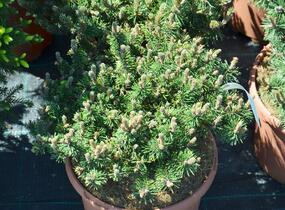 Borovice kleč 'Humpy' - Pinus mugo 'Humpy'