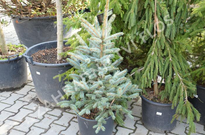 Smrk pichlavý 'Fat Albert' - Picea pungens 'Fat Albert'