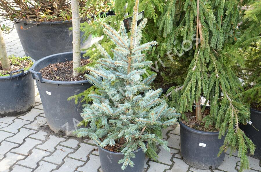 Smrk pichlavý 'Fat Albert' - Picea pungens 'Fat Albert'