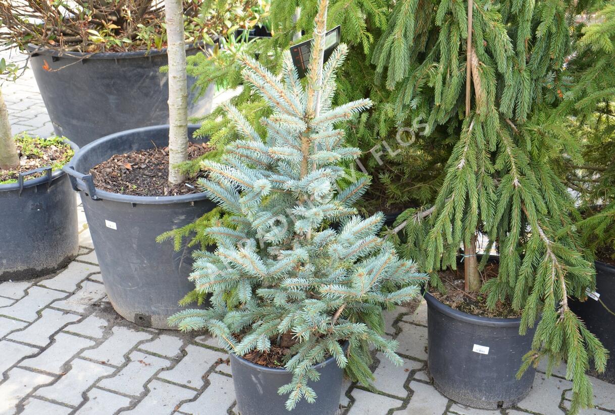 Smrk pichlavý 'Fat Albert' - Picea pungens 'Fat Albert'