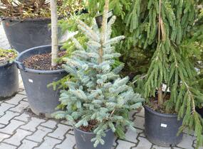 Smrk pichlavý 'Fat Albert' - Picea pungens 'Fat Albert'