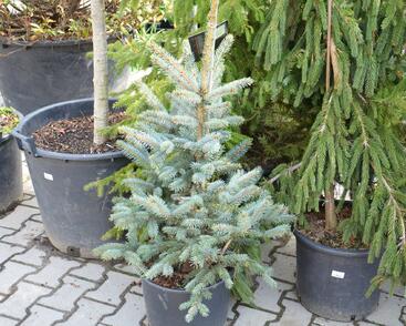 Smrk pichlavý 'Fat Albert'