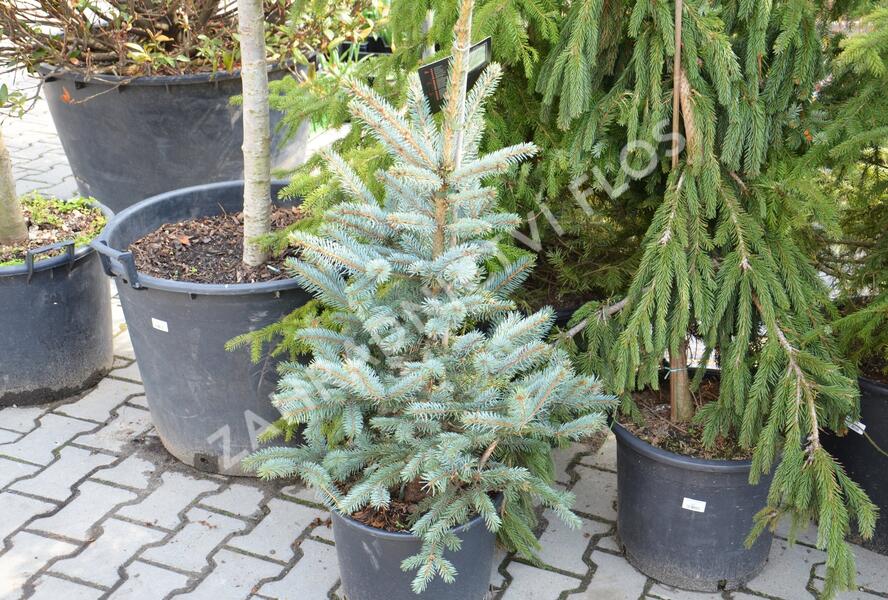 Smrk pichlavý 'Fat Albert' - Picea pungens 'Fat Albert'