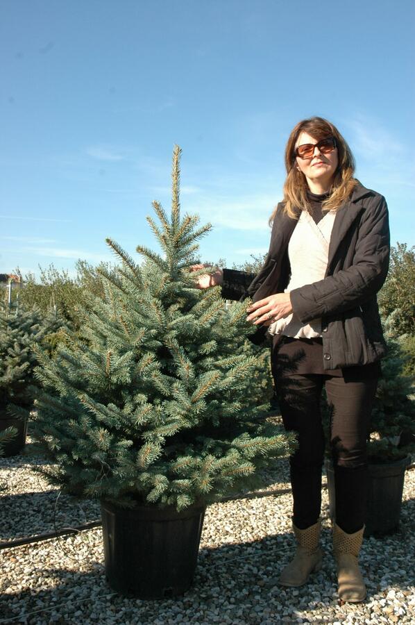 Smrk pichlavý 'Fat Albert' - Picea pungens 'Fat Albert'