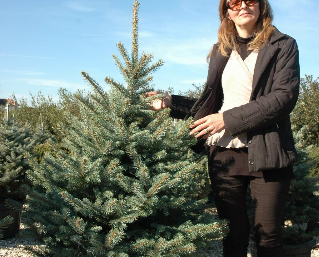 Smrk pichlavý 'Fat Albert' - Picea pungens 'Fat Albert'