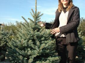 Smrk pichlavý 'Fat Albert' - Picea pungens 'Fat Albert'