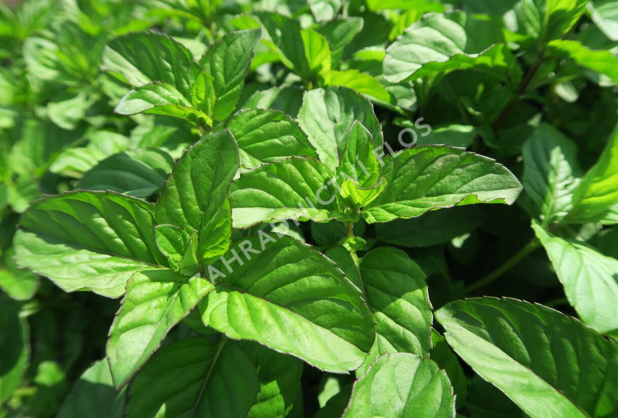 Máta peprná 'Tachi' - Mentha piperita 'Tachi'