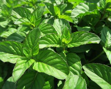 Máta peprná 'Tachi'