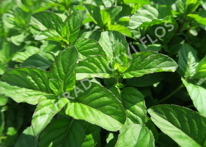 Máta mandarinková 'Tachi' - Mentha piperita 'Tachi'