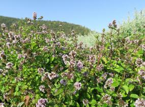 Máta peprná 'Tachi' - Mentha piperita 'Tachi'