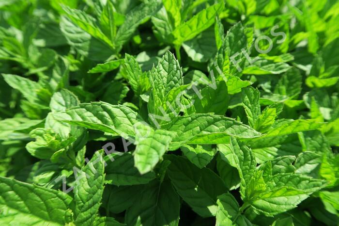 Máta peprná 'Garden Mint' - Mentha piperita 'Garden Mint'