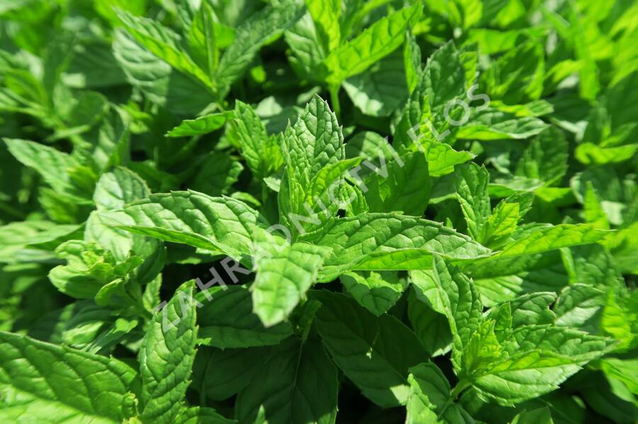 Máta peprná 'Garden Mint' - Mentha piperita 'Garden Mint'