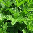 Máta peprná 'Garden Mint' - Mentha piperita 'Garden Mint'