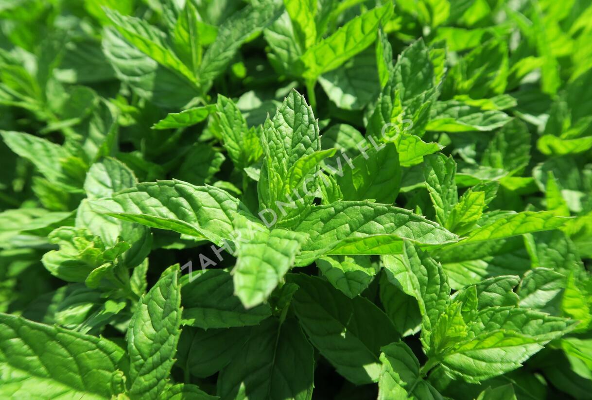 Máta peprná 'Garden Mint' - Mentha piperita 'Garden Mint'