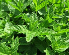 Máta peprná 'Garden Mint'