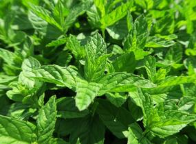 Máta peprná 'Garden Mint' - Mentha piperita 'Garden Mint'