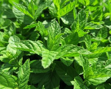 Máta peprná 'Garden Mint'