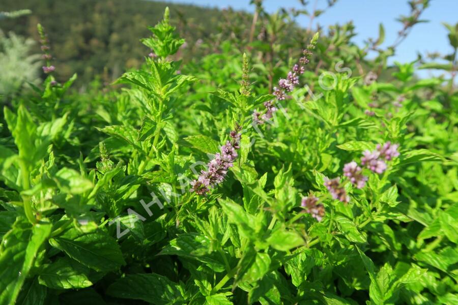 Máta peprná 'Garden Mint' - Mentha piperita 'Garden Mint'