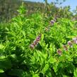 Máta peprná 'Garden Mint' - Mentha piperita 'Garden Mint'