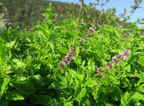 Máta peprná 'Garden Mint' - Mentha piperita 'Garden Mint'